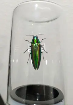 2026年最新】タマムシ標本の人気アイテム - メルカリ