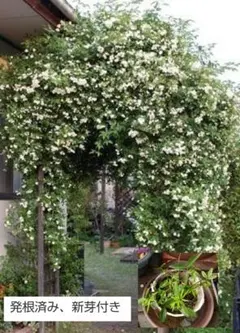 モッコウバラの発根済み苗1個と挿し穂2本