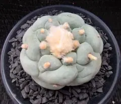 R*s様 多肉植物 銀冠玉 ロフォフォラ 特大株 - メルカリ