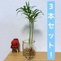 ataka101様 リクエスト 2点 まとめ商品