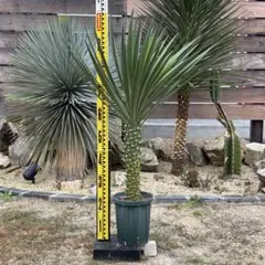 ユッカ・アロイフォリア（センジュラン） ユッカ アロイフォリア センジュラン ④ - メルカリ