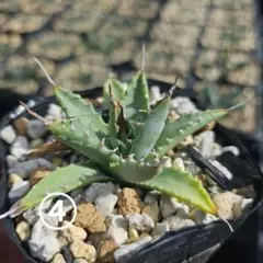 wolf7 プロフ必読様 リクエスト 4点 まとめ商品