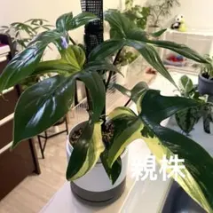 フィロデンドロン フロリダビューティーのサムネイル