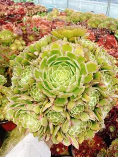 レア種 雨荷錦 超大群生 多肉植物 アエオニウム 抜き苗 - メルカリ