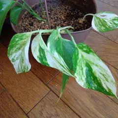 さき様 リクエスト 3点 まとめ商品