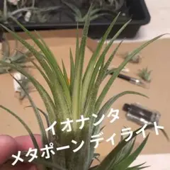 Tillandsia チランジア ストラミネア アプリマック お化け Tillandsia チランジア ストラミネア アプリマック お化け - メルカリ