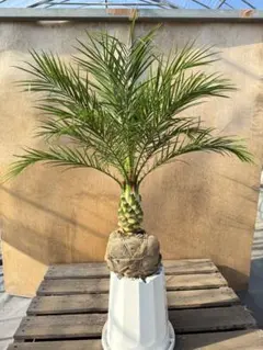 チ*ト様 フェニックス・ロベレニー 1本立ち 葉先70cm 希少株 2025年