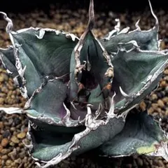 オアハカ現地実生 特選株【管理番号03】　発根済み オアハカ現地実生 特選株【管理番号03】 発根済み - メルカリ