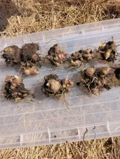 ＪＪ様 リクエスト 2点 まとめ商品