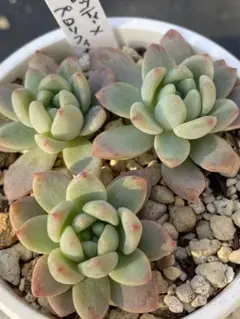 2025年最新】古都の葉の人気アイテム - メルカリ