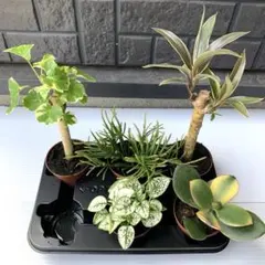 ナルオ様専用‼️観葉植物　多肉植物　10点セット　まとめ売り　室内用　鉢植えセット