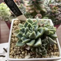 2025年最新】優木園の人気アイテム - メルカリ