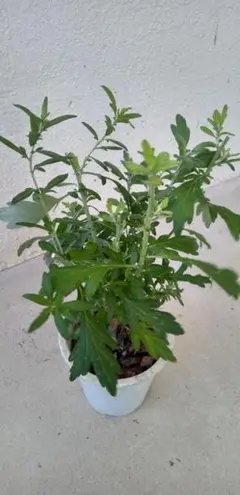ヨモギ 苗 鉢植え