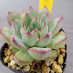 抜き苗】ファームパルク 桃太郎 パル桃 多肉植物 farm PALK - メルカリ