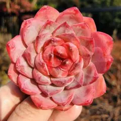 クッキー☆様 リクエスト 3点 まとめ商品