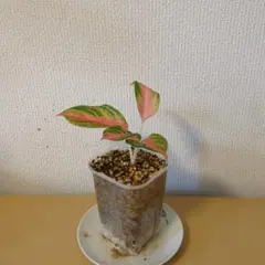 2026年最新】アグラオネマピンクの人気アイテム - メルカリ