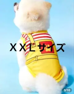 イエローのストライプ犬服