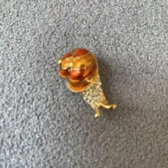 オレンジゴールド貝殻デザインブローチ