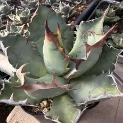い*と様 アガベ　AGAVE　ハイブリッド　パラサナ　パリー　オバティフォリア アガベ Agave ハイブリッド パリー オバティフォリア 斑入り パラサナ