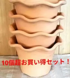 norinori様専用ページ三河焼フリルテラしゅう窯白焼6号10ヶお買い得セット