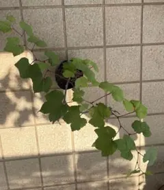 ポットごとヤマト便446】一才山葡萄 一才ヤマブドウ 実生苗 苗木