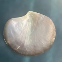 白蝶貝　シェルプレート