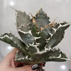 2026年最新】チタノタ 姫厳竜の人気アイテム - メルカリ