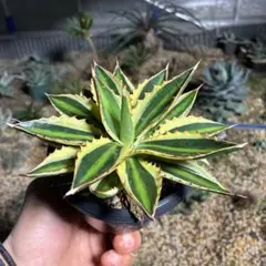 2025年最新】ドライガーデンの人気アイテム - メルカリ