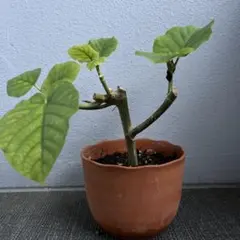 フィカス ウンベラータ 観葉植物 鉢植えのサムネイル