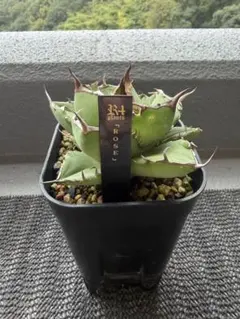アガベ チタノタ　オテロイ　ローズ