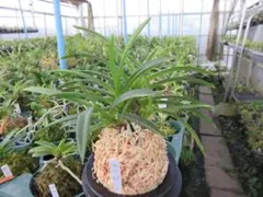 nemoty様 リクエスト 2点 まとめ商品