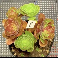 89#観葉植物アエオニウム錦❤️グリ一ンファイア一錦❤️碧火❤1頭7cm