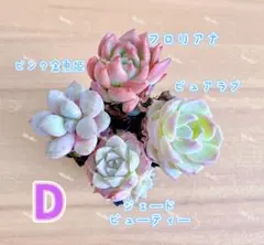 【レア品種】☆4種類☆多肉植物4苗セット 土・根付き