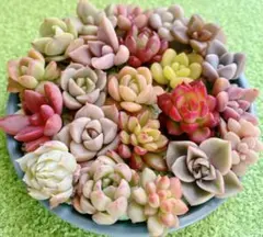 1. 多肉植物 ちまちま カット苗セット 寄せ植え 詰め合わせ