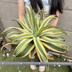 T*I様 アガベ アメリカーナ 斑入り アオノリュウゼツラン 鮮黄斑 超巨大株 T*I様 アガベ アメリカーナ 斑入り アオノリュウゼツラン 鮮黄斑 超