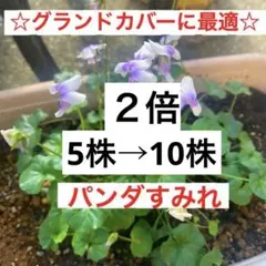 2026年最新】パンダスミレの人気アイテム - メルカリ