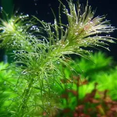 堀江陽子様 リクエスト 2点 まとめ商品