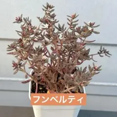 ドドシュカ様 リクエスト 2点 まとめ商品