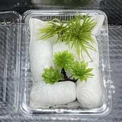 天然苔　コウヤノマンネングサ3本とカサゴケ3本のセット　少量パックのサムネイル