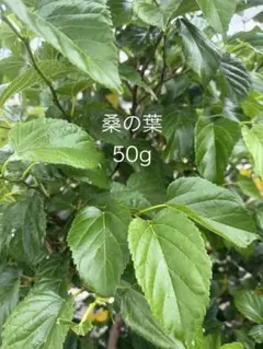 Item thumbnail for item 20fd617b-e713-47bd-ae2e-d193501b0737