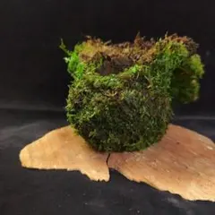 ごんちゃんのママ様 リクエスト 2点 まとめ商品