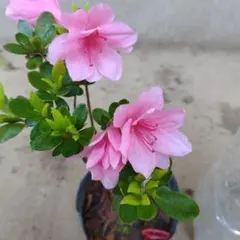 みゆ様 リクエスト 3点 まとめ商品