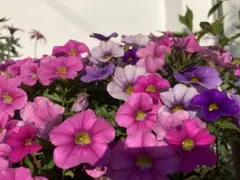 多肉植物 ブラックネイル×メキシコヒアリナ パルクさん - メルカリ