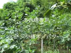いちじく穂木　挿し穂／パターンC　あき様専用