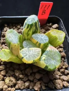 O*Z様 裏般若錦 超美株 ハオルチア 観葉植物 27 - メルカリ