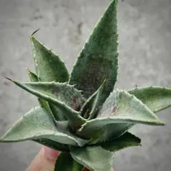 2025年最新】アガベハイブリッドの人気アイテム - メルカリ