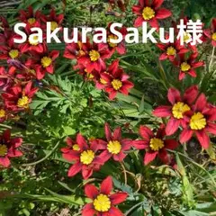 家庭菜園✶SakuraSaku様専用