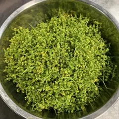 天然 花山椒 蕾 50g 採りたて 青森産 クール便 - メルカリ