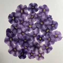 Item thumbnail for item b4162699-66b6-46a8-b62b-877a37513bfe