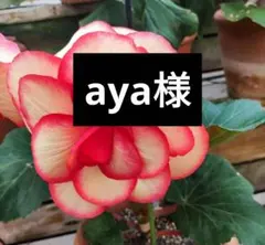 aya様専用